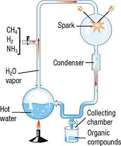The Miller-Urey Experiment After a few days, Miller found organic molecules in his device, including some of life