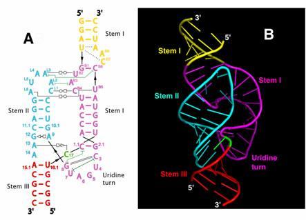 Ribozyme A type of RNA