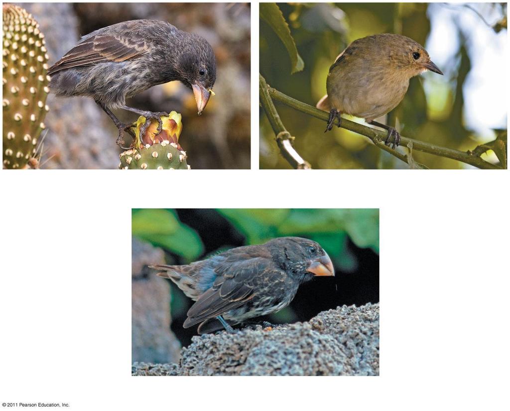 Darwin s Finches More than any other observation,