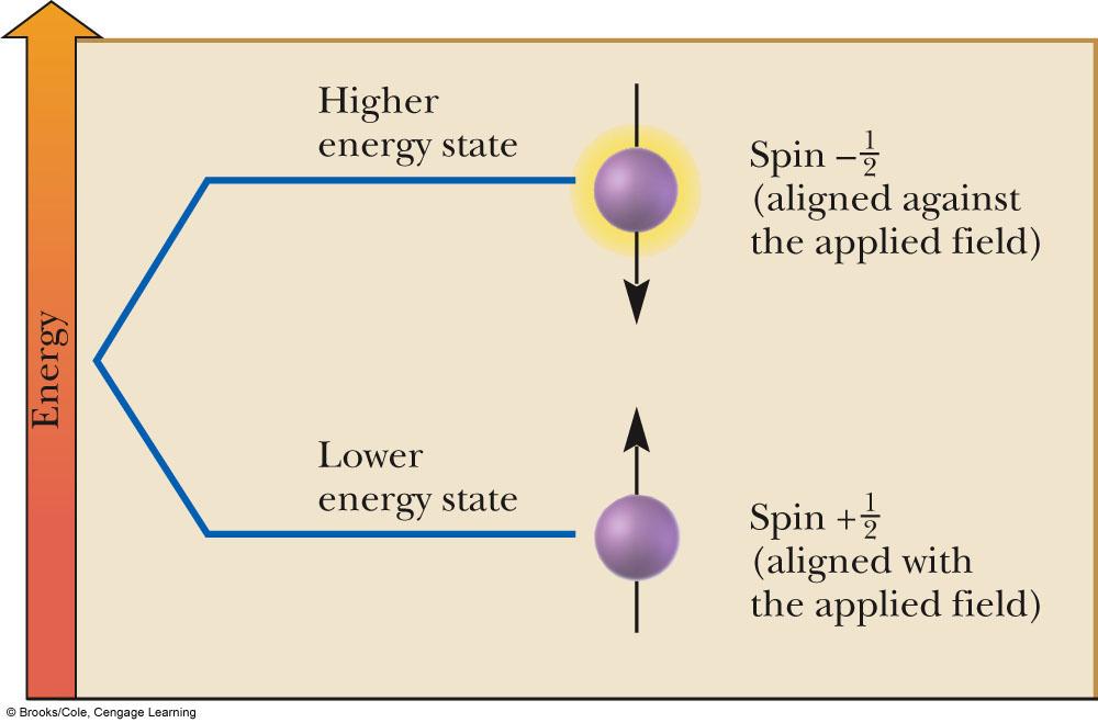 Nuclei aligned with magnetic field (α-state) are lower in energy then nuclei aligned against magnetic field (β-state), and thus there are more in α-state.