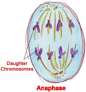 Anaphase The chromosomes divide Animal Cell Spindle fibers pull