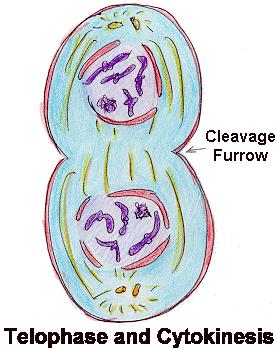 Telophase The cytoplasm divides Animal Cell DNA spreads out 2 nuclei form Cell wall pinches in to form the 2 new