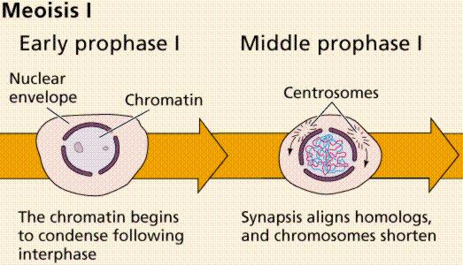 Prophase I http://everyschool.