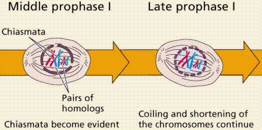 Prophase I http://everyschool.