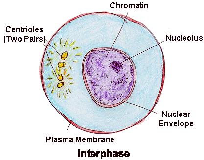 Interphase The cell prepares for division Animal Cell DNA replicated Organelles replicated