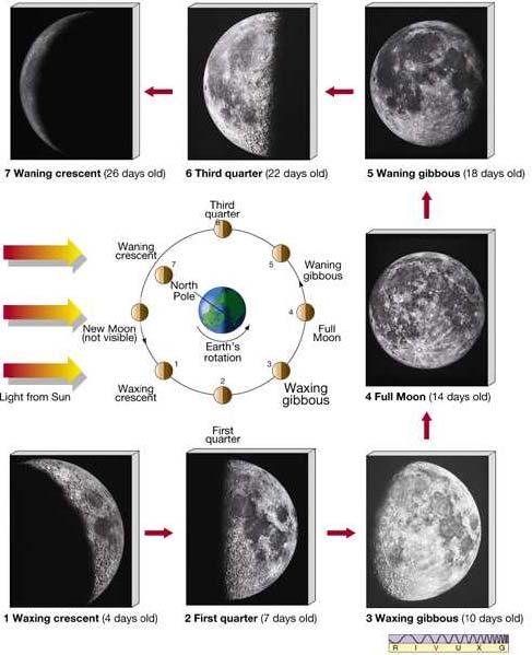 Lunar Phases ~29.