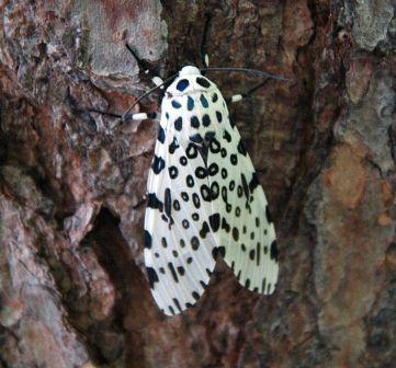 Lepidoptera: moths,