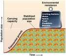 Limiting factors restrain population growth Carrying capacity Exponential growth rarely lasts Limiting factors: physical, chemical, and biological attributes of the environment limiting population