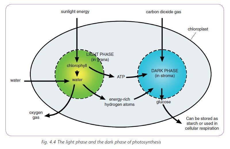 Light and Dark Phases (Solutions for all Life Sciences, Grade 11, Macmillan, p121) Light phase this occurs in the grana of the chloroplast. It contains chlorophyll that absorbs the light energy.
