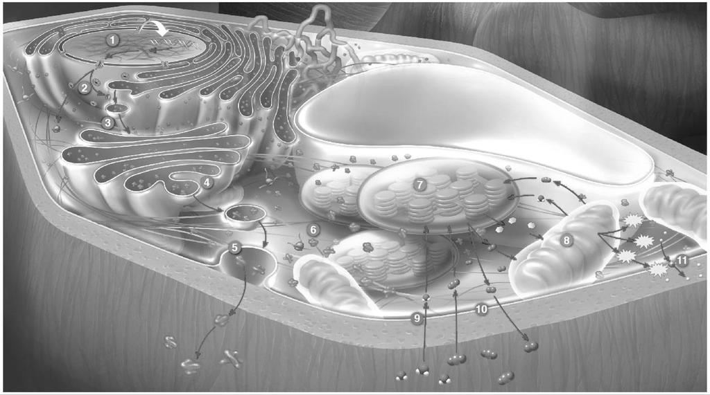 Putting it All Together (Ch. 3-8) Pictured below is an active plant cell (Figure 8.20 from the textbook).