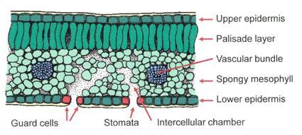 Cross- section of a leaf Guard cells- are cells surrounding each stoma.