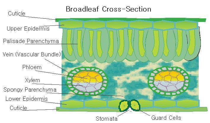 Cross- section of a leaf The cuticle is a water-impervious protective layer covering the epidermal cells of leaves and other parts and limits water loss.