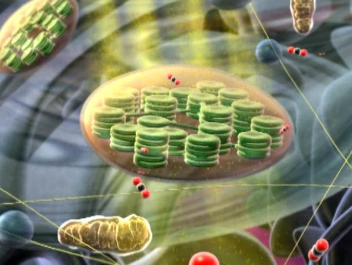 Carbon dioxide (CO 2 ) Chloroplast Inside the cell, carbon