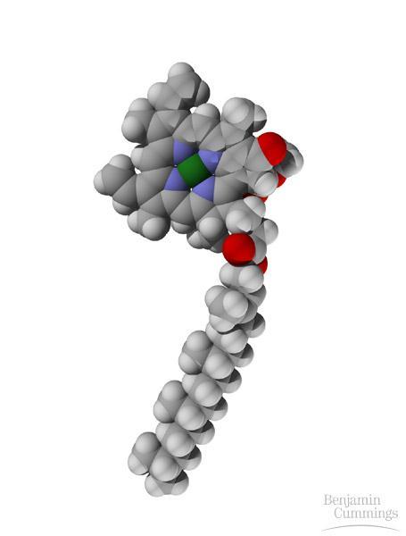 Chlorophyll Molecule http://www.sciencechannel.