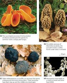 fungi) >65,000 spp.