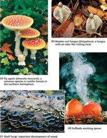 ascomycetes Mushroom Hyphae