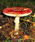phalloides >50% of mushroom