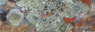 Symbiotic fungi Lichens are