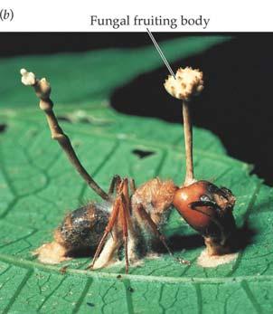 Neither was this ant Spores of this fungus don t germinate until ingested by an ant Fungal asexual reproduction Cell division by unicellular fungi equal division (fission)