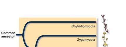 1+ bya Five Fungi Phyla Chytrids ~Aquatic Only fungi group with flagella Includes Batrachochytrium