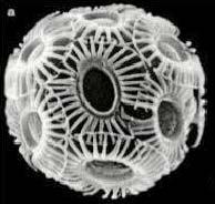 control syntheses Radiolarian: Microskeleton of amorphous silica