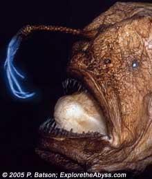 Angler Fish Shiny antennae like feature which hangs from its head and attracts