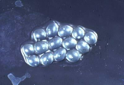 Fig. 2. A cluster of slug eggs, which are about the size of shotgun pellets.