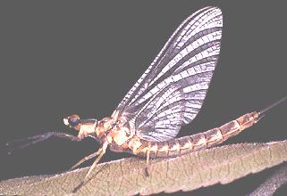 Pterygota Paleoptera Hemimetabolous Order Odonata Order Ephemeroptera Order Ephemeroptera: Mayflies (~2500 sp.