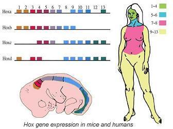 All animals, and only animals, have Hox (Homeobox) genes Hox regulates the development of body form Lay out the basic body form of all animals it doesn t
