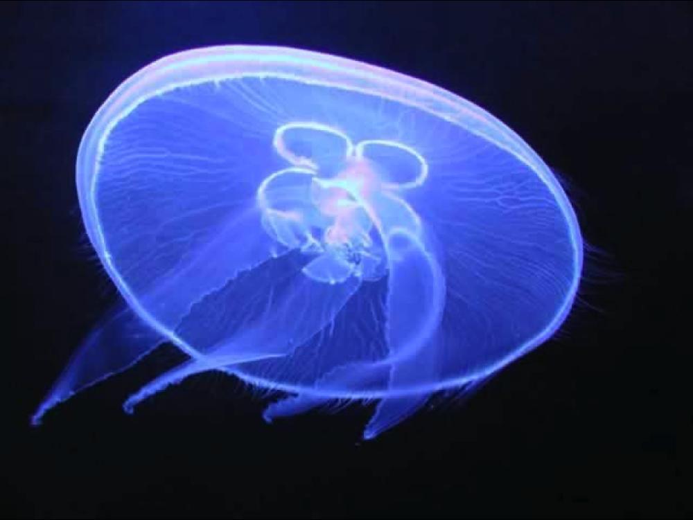 3. Body Cavities Animals that are Diploblastic (like jellyfish) or do not form
