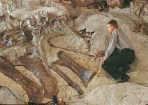 Geographically close locations have similar fossils.