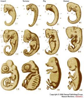 Most vertebrate embryos are similar to each other at some point in their
