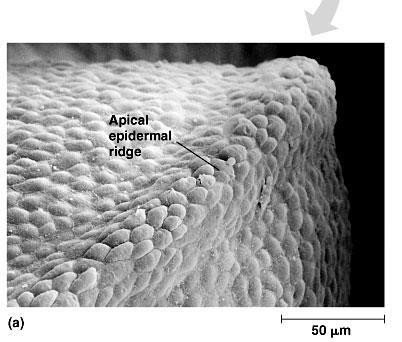 Apical ectodermal ridge (AER). Secretes fibroblast growth factor (FGF) proteins. These are inducers.