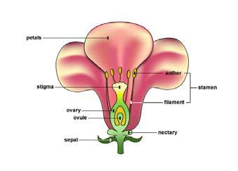 Flowers help to make new plants. Some flowers have male parts and others have female parts.