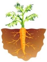 1 carrot Large beaker Water Food coloring Knife Fibrous