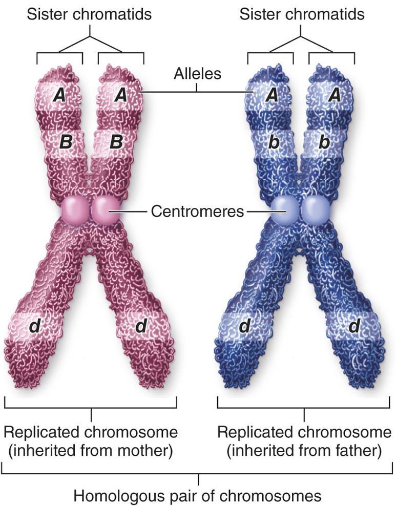 Diploid Cells Contain Two Homologous Sets of Chromosomes Homologous pair: look alike chromosomes