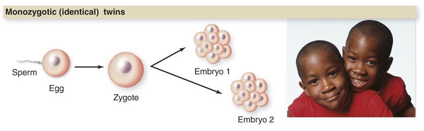 Meiosis Generates Variability Identical twins: embryo splits in two Each embryo then