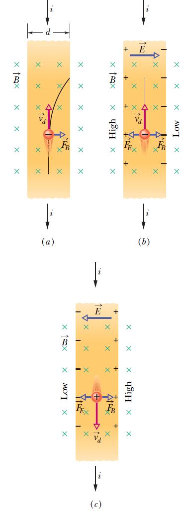 28.5: Crossed Fields, The Hall Effect: Fig. 28-8 A strip of copper carrying a current i is immersed in a magnetic field. (a)the situation immediately after the magnetic field is turned on.