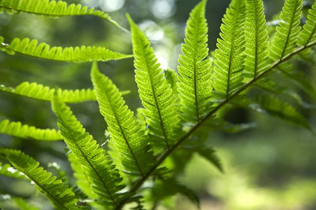 Figure 1: Common bracken fern (Pteridium aquilinum) capturing sunlight. Photosynthesizers, including plants like ferns, transform the energy in sunlight into chemical energy.