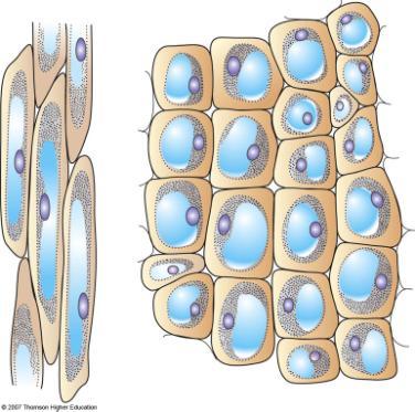 Parenchyma cells Vacuole Nucleus Cytoplasm Cell wall Fig. 32-4a, p.