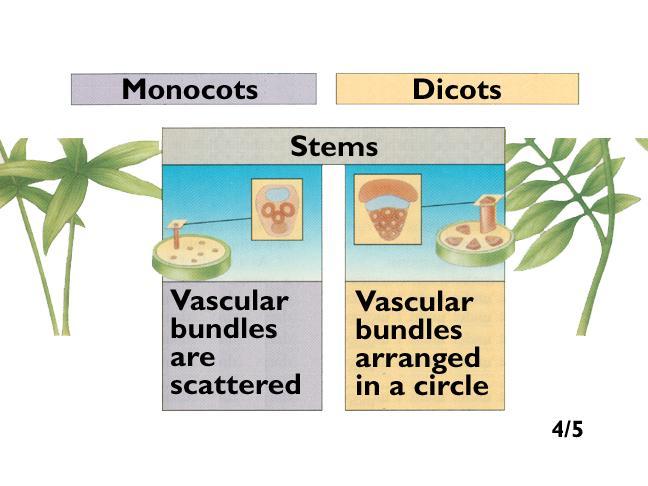 732 Herbaceous Stems : protective layer covered by a water-conserving cuticle Stomata: permit gas exchange Tissue: Xylem: