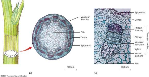 Basic Tissues in Herbaceous Stems Herbaceous eudicot (dicot) stems vascular bundles arranged in a circle (in cross