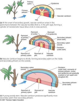 Time 3/12/2012 Growth Production of secondary tissues, wood, bark occurs in some
