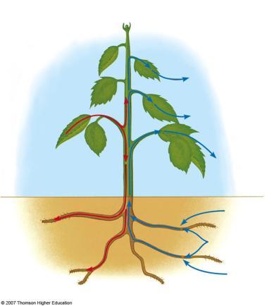 Transport Sugar molecules from photosynthesis are transported in throughout plant, including into roots. Most water that plant absorbs is transpired into atmosphere.