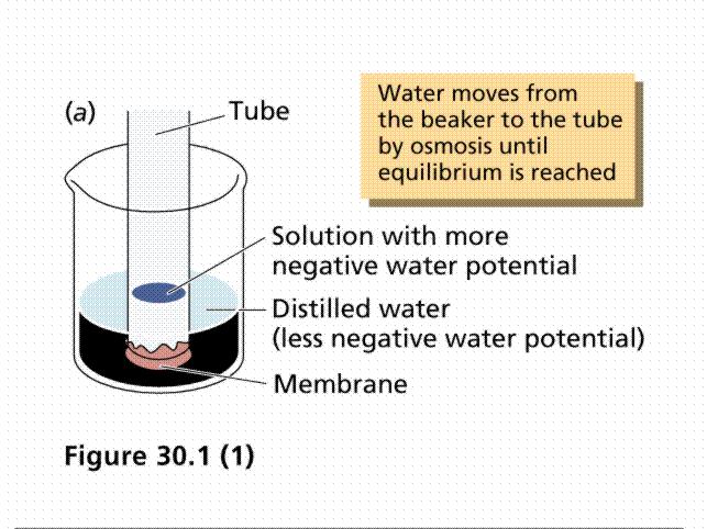 Root Pressure (solutes) Water enters roots by osmosis (No solutes) Soil Root xylem Stem xylem Leaf xylem atmosphere Water is pulled and pushed through a plant Sugar Translocation