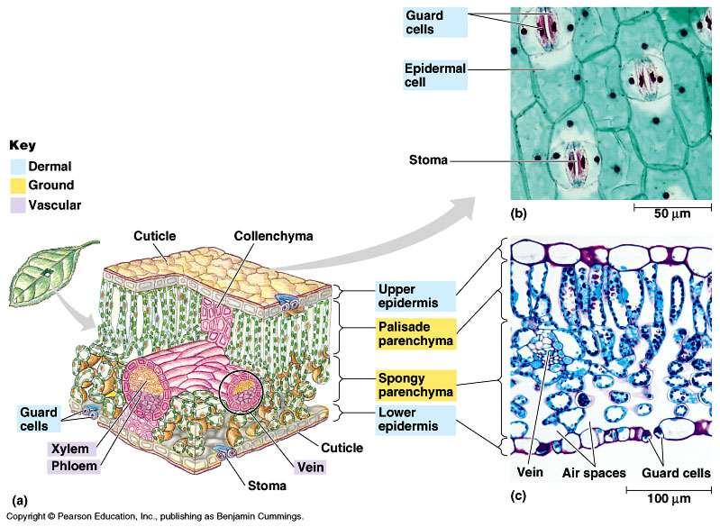 Primary Tissues of Leaves Epidermis/cuticle (protection; desiccation) Stomata (tiny pores for gas exchange and transpiration)/guard cells
