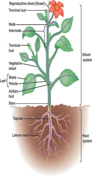 Angiosperm structure Three basic organs: Roots (root system) fibrous: mat of thin roots taproot: one large, vertical root Stems (shoot system) nodes: leave attachment