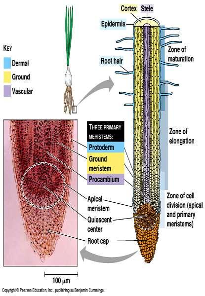 Primary growth Roots root cap~ protection of meristem zone of cell division~ primary (apical) meristem zone of
