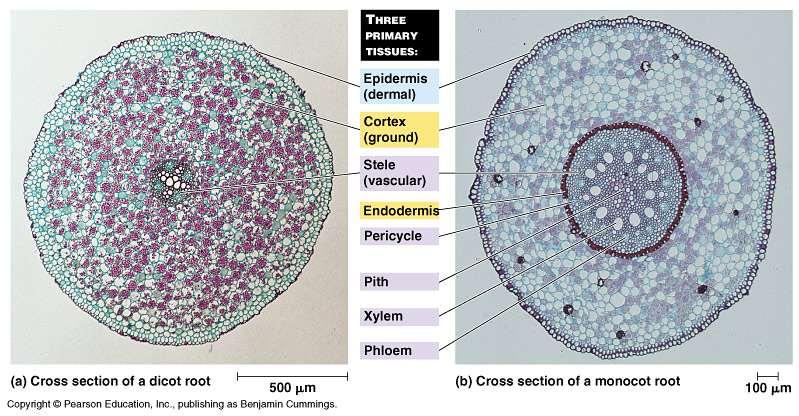 Primary Tissues of Roots Stele~ the vascular bundle where both xylem and phloem develop Pith~ central core of stele in monocot; parenchyma cells Cortex~ region of the root