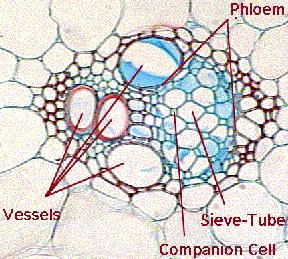 Two types of sclerenchyma cells, fibers and sclereids, are specialized entirely for support. Fibers are long, slender, and tapered, and usually occur in groups.